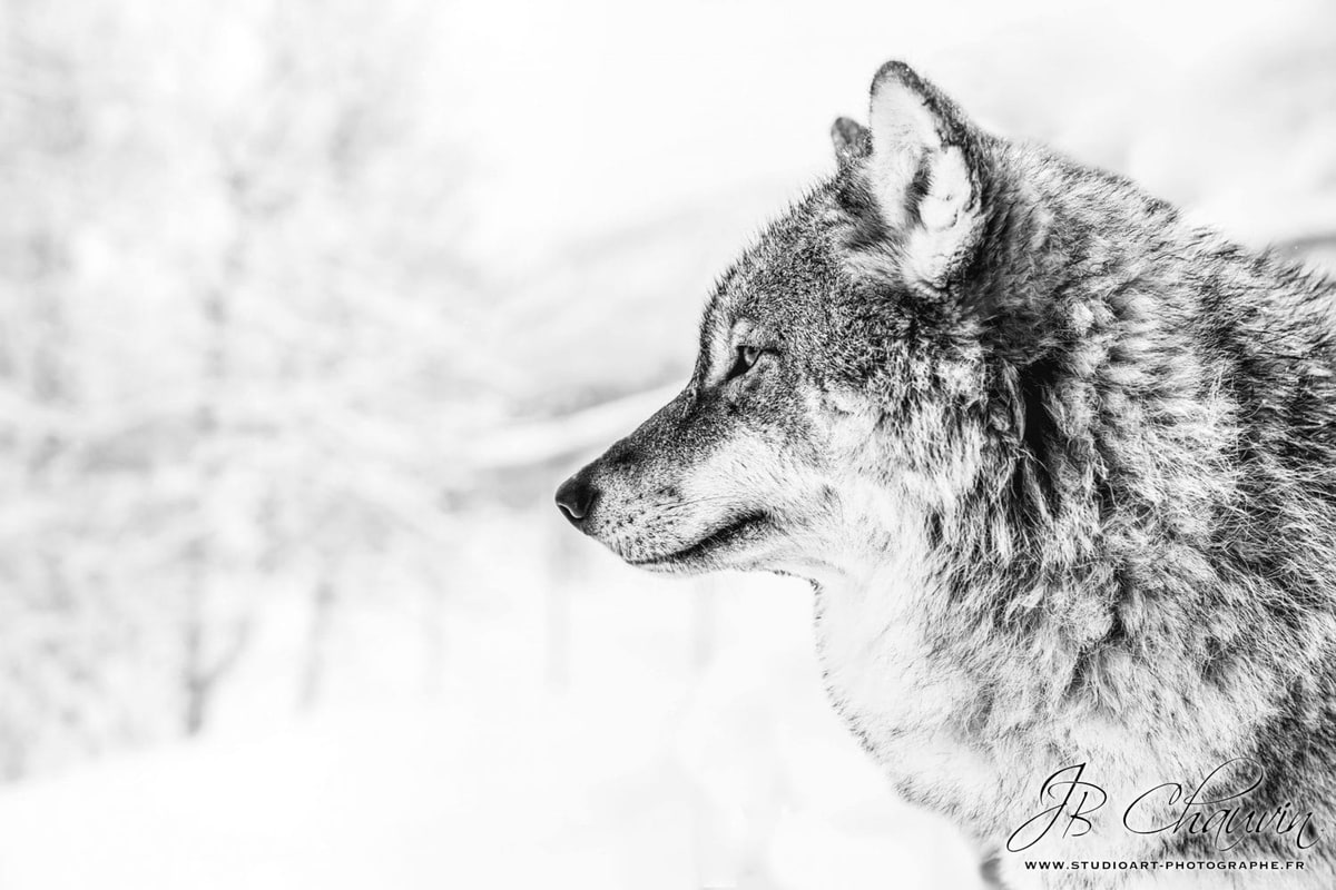 Rencontre avec des loups photographe