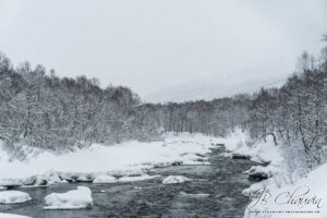 Rencontre-avec-des-loups-foret