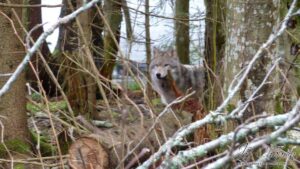 Rencontre-avec-des-loups-foret
