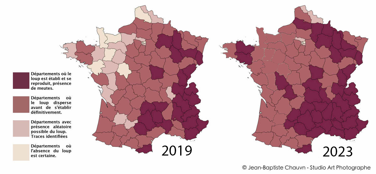 photographe loups Jean-Baptiste Chauvin