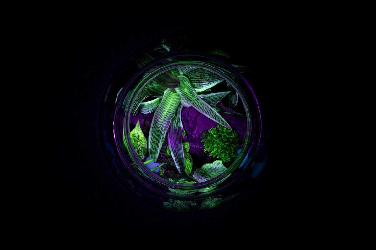 Terrarium décoratif composé de mousse, écorces, cailloux et plantes photographié en studio
