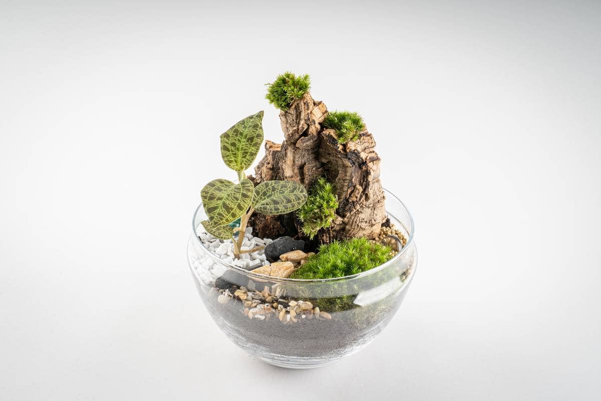 Terrarium décoratif composé de mousse, écorces, cailloux et plantes photographié en studio